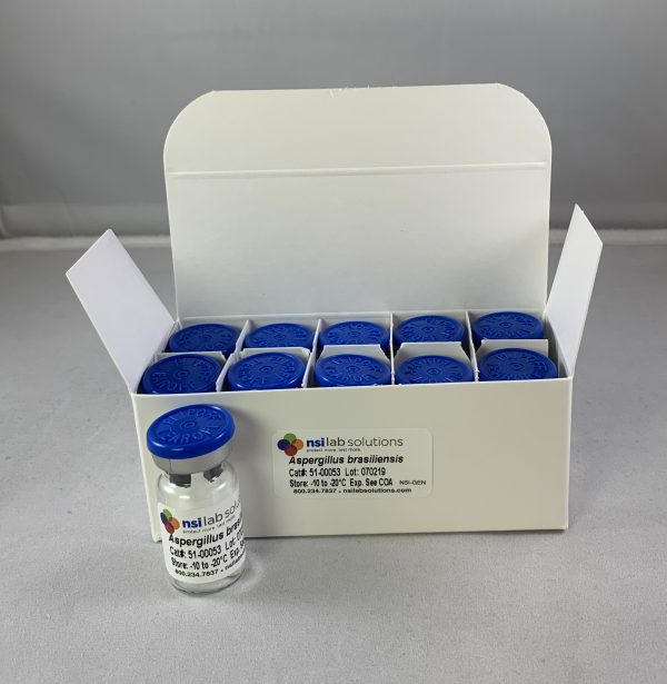 Chủng chuẩn vi sinh A. brasiliensis NCPF 2275